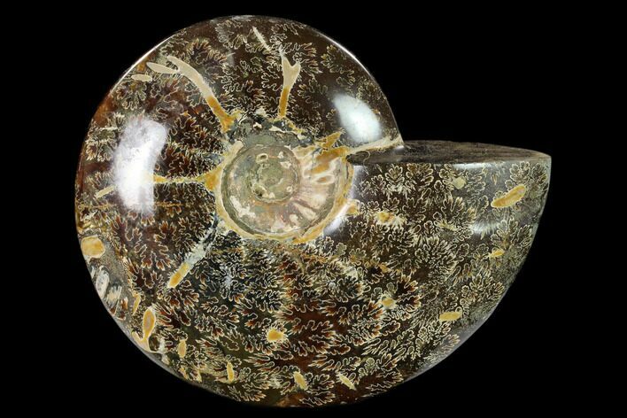 Polished, Agatized Ammonite (Cleoniceras) - Madagascar #149176
